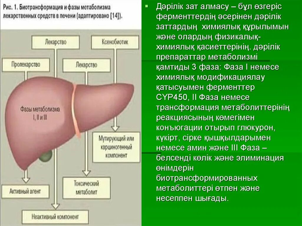 Какие вещества в печени