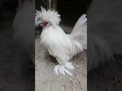 Кура таджикистан