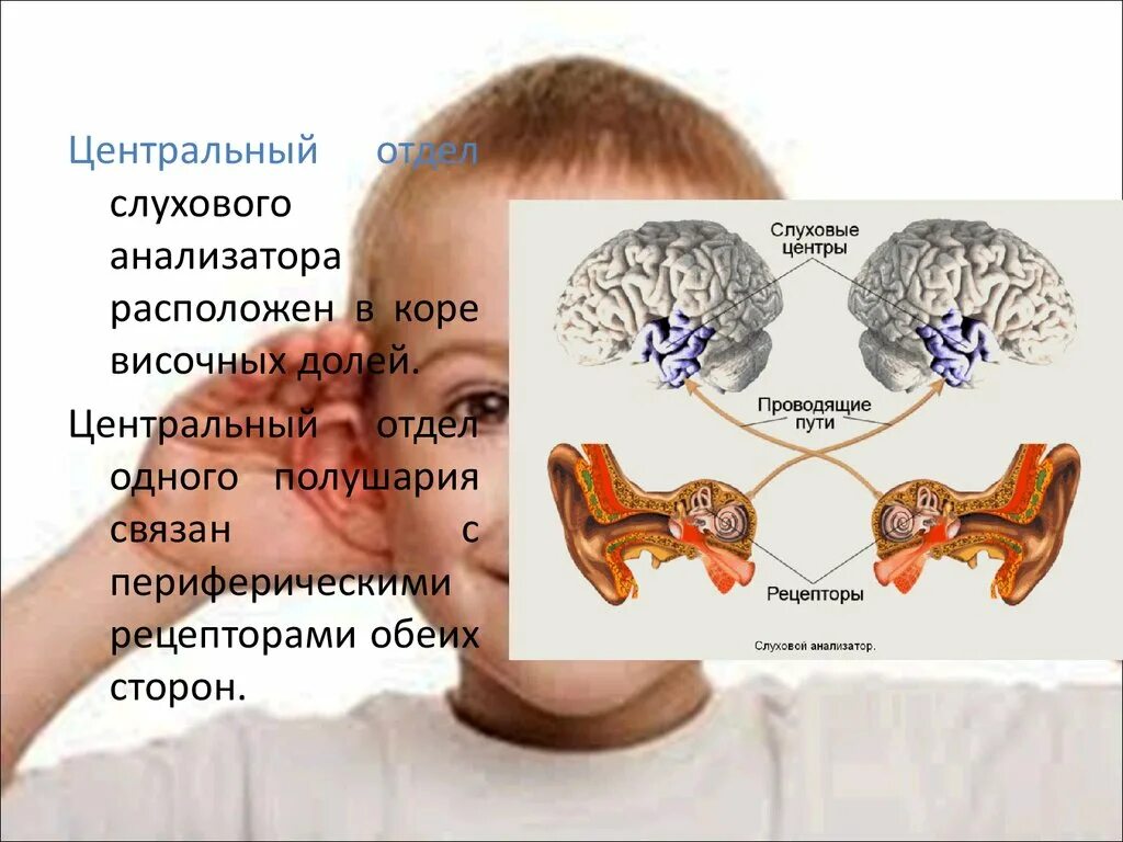 Центральный отдел слухового анализатора. Центральный отдел слухового анализатора расположен. Корковый отдел слухового анализатора.