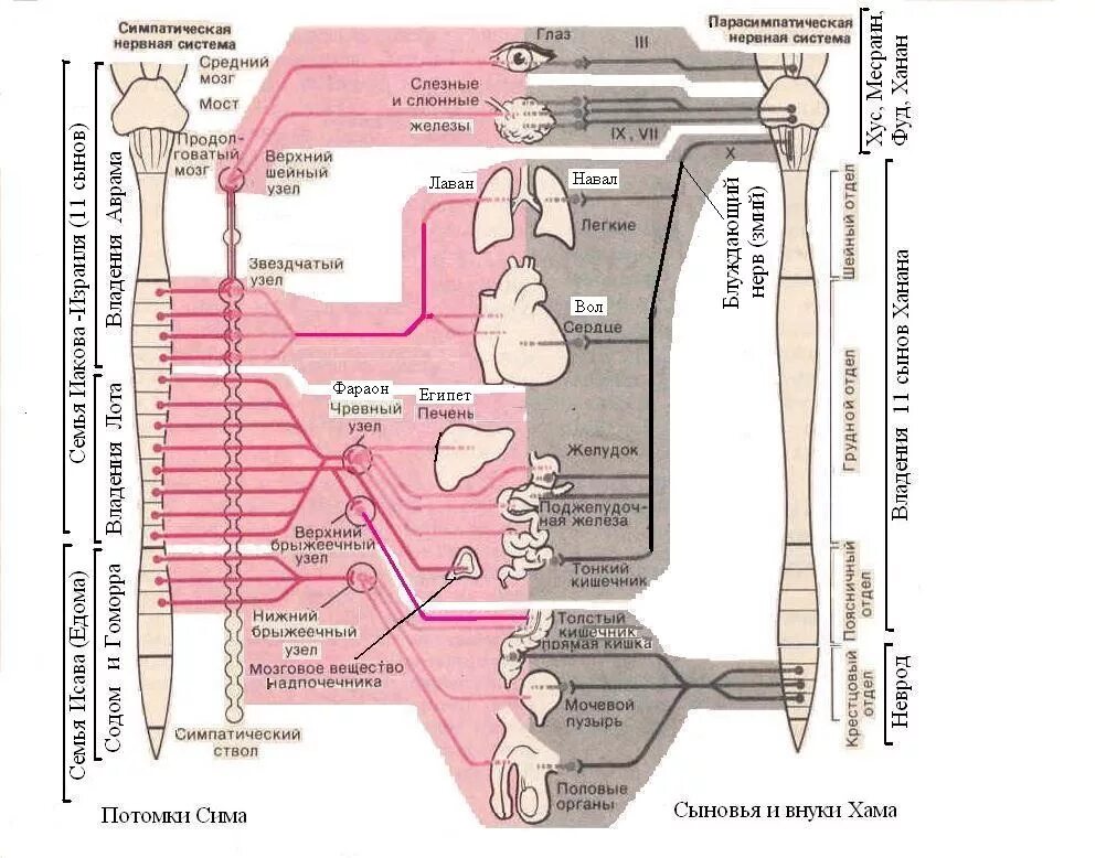 схема. схема строения парасимпатической части вегетативной нервной системы. симпатический отдел внс функции. симпатическая часть автономной нервной системы. локализация центральных отделов симпатической нервной системы.