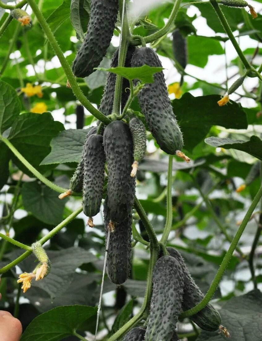 Сорт огурцов корюшка отзывы описание. Партенокарпические огурцы гибрид f1. Корюшка семена алтая. Сорт огурцов корюшка отзывы описание. Семена огурцов лютояр f1.