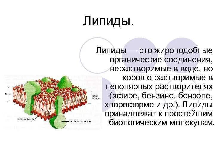Почему растения запасают жиры и углеводы