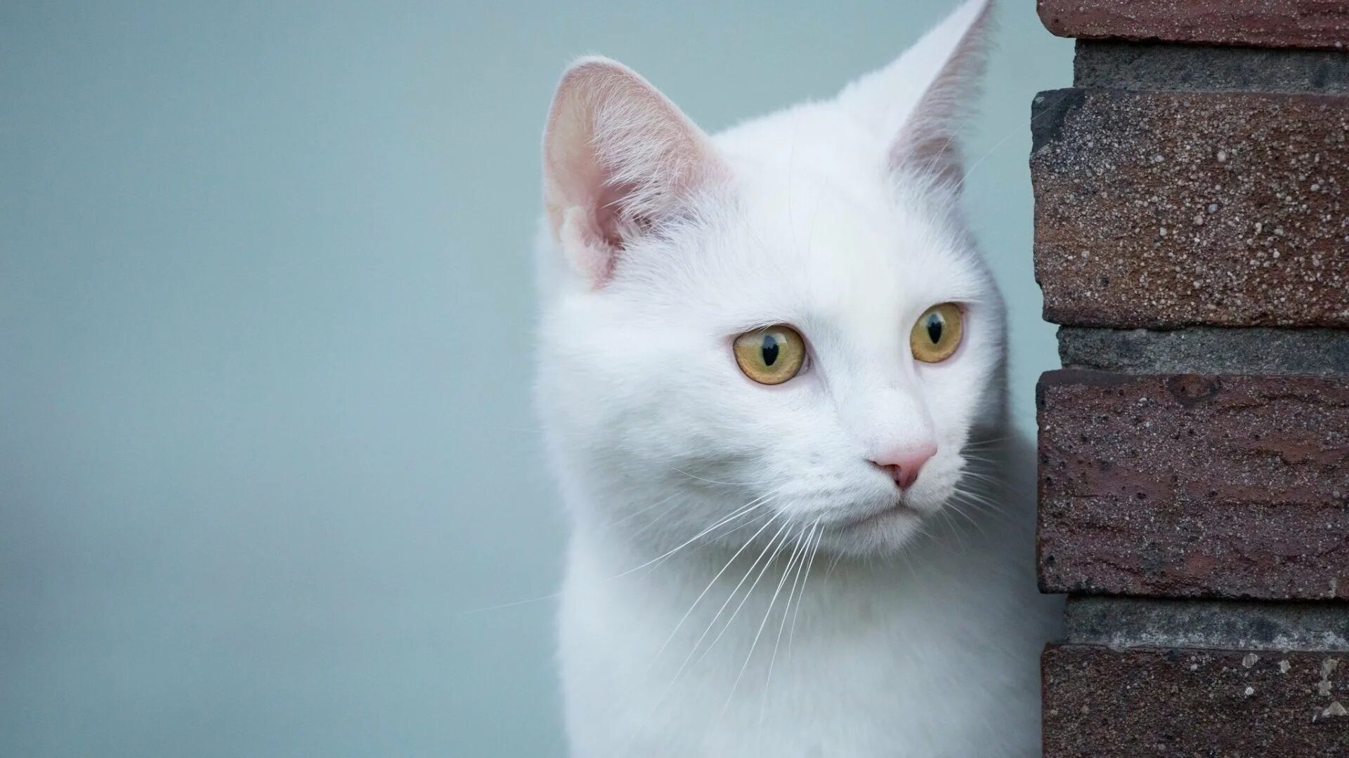Обои белые кот. Кошка белая. белый котик. кошка выглядывает из-за угла. белый кот с жёлтыми глазми.