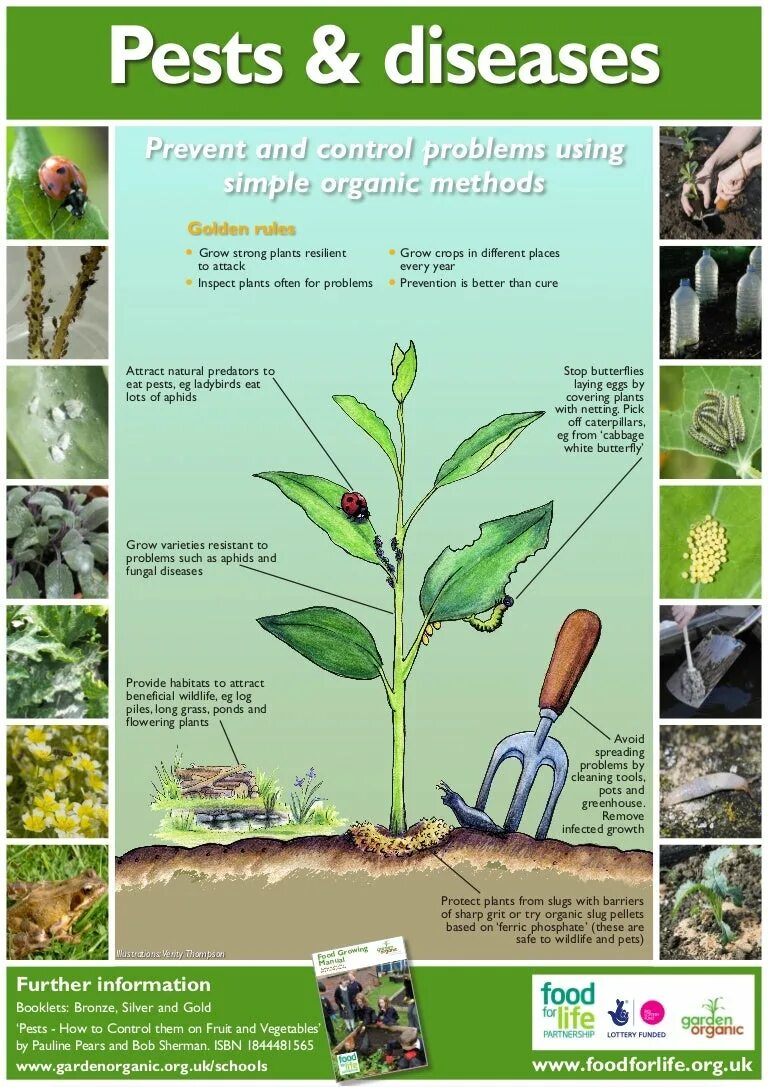 Plants control. Plant diseases and Pests. Important Plant disease. Plant diseases and Pests Laboratory. Diagnosis of Plant diseases and Pests.