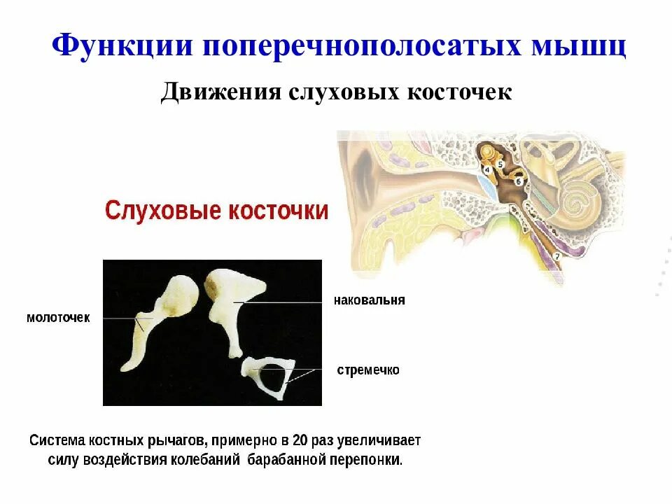 Функция косточек. Слуховые косточки курц. протез слуховых косточек. протез слуховых косточек курц. слуховые косточки функции.