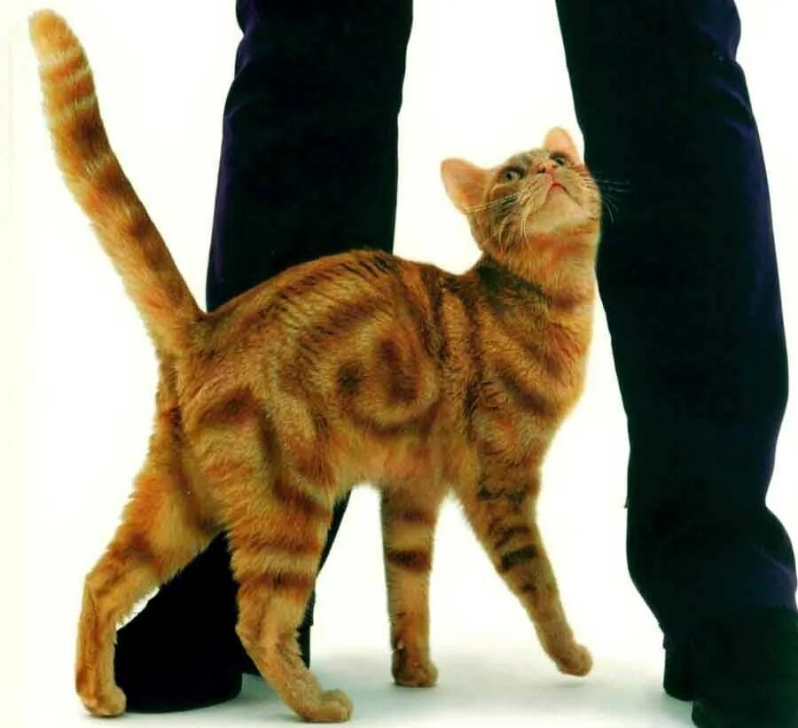 Почему коты ласкаются