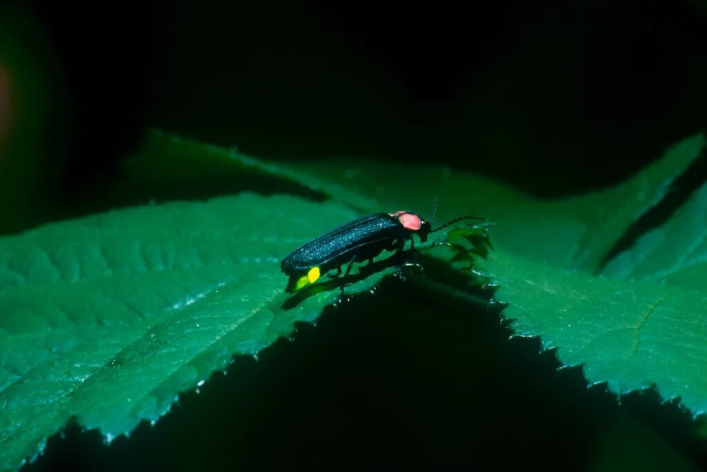 Биолюминесценция жуки. Река светлячков в куала лумпур. Светлячки в геленджике. Где можно увидеть светлячков. Светлячки бохоль.