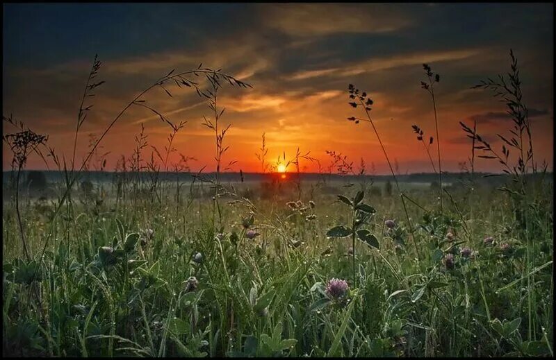 поле вечером. летний вечер в поле. закат в деревне. лошади на закате. вечер поле цветы.