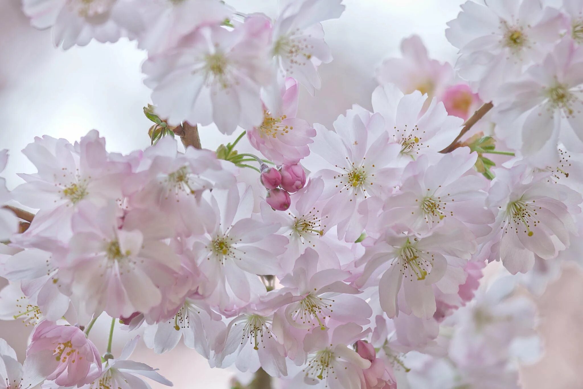 It s beautiful flower. Яблоня макинтош цветение. Весенние цветы. Цветущая вишня. Нежные цветочки.