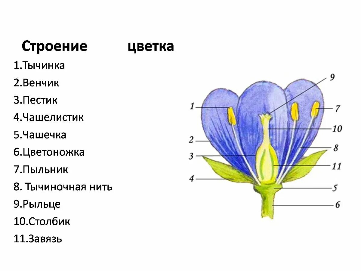 Цветок чашелистик пыльник завязь