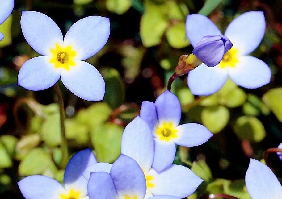 Хаустония. Houstonia caerulea. Хоустония цветок. Хаустония серая цветок.