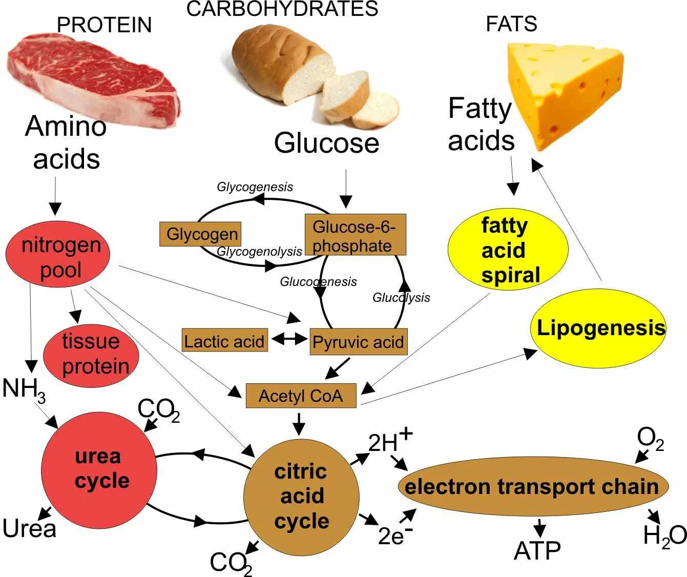 Углевод в печени человека. Обмен веществ схема белки жиры углеводы. Метаболизм белков жиров углеводов схема. Схема превращения белков жиров углеводов в организме. Превращение белков в углеводы и жиры.