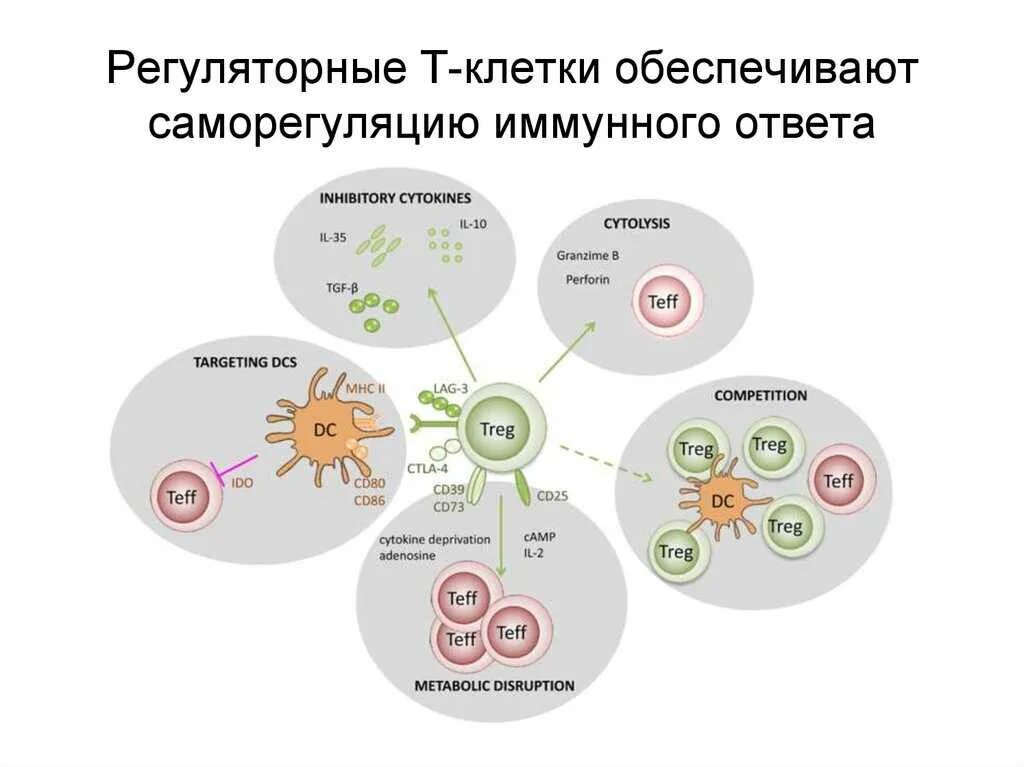 Регуляторные лимфоциты. Регуляторные функции т-лимфоцитов. T регуляторные клетки. Эффекторные клетки иммунной системы. Регуляторные т клетки