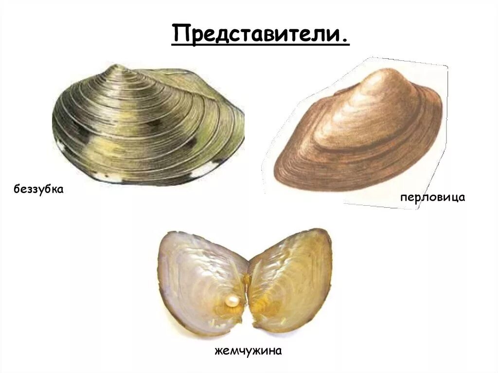 Речная раковина перловица. Моллюски перловица и беззубка. Двустворчатые моллюски беззубка. Двустворчатые моллюски перловица.