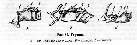 Гортань животных