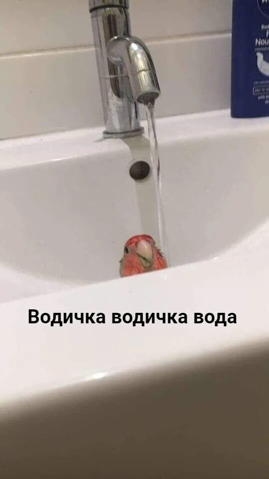 Водичка водичка вода Мем. Водичка вода бежит на меня. Водичка вода бежит на меня попугай. Попугай водичка Мем.