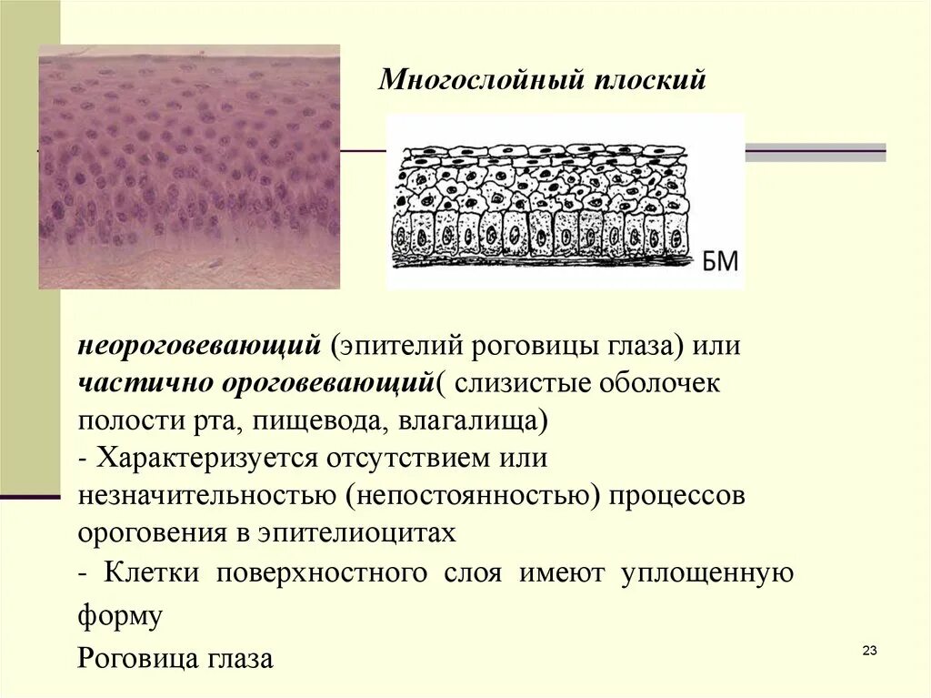 Функции плоского ороговевающего эпителия. Функции многослойного ороговевающего эпителия. Многослойный плоский неороговевающий эпителий роговицы глаза. Многослойный плоский эпителий роговицы коровы. Ламинируем ткани