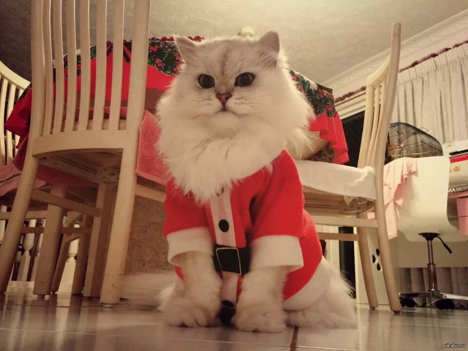 Коте дед мороз