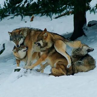 Wolf pack