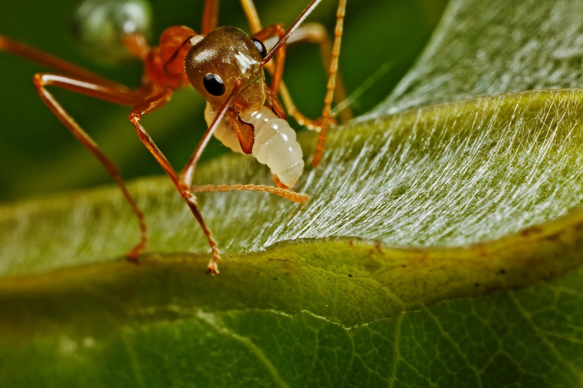 Муравей Oecophylla smaragdina. Азиатский муравей-портной. Муравьи-портные (Oecophylla smaragdina). Муравьи Ткачи гнездо. Muravi