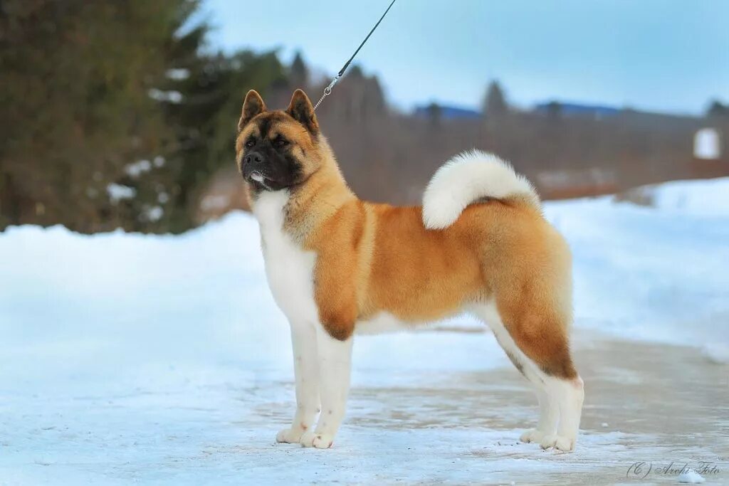 собака американская акита. американские породы. американский акито инк. порода американская акита. порода собак американский акита.