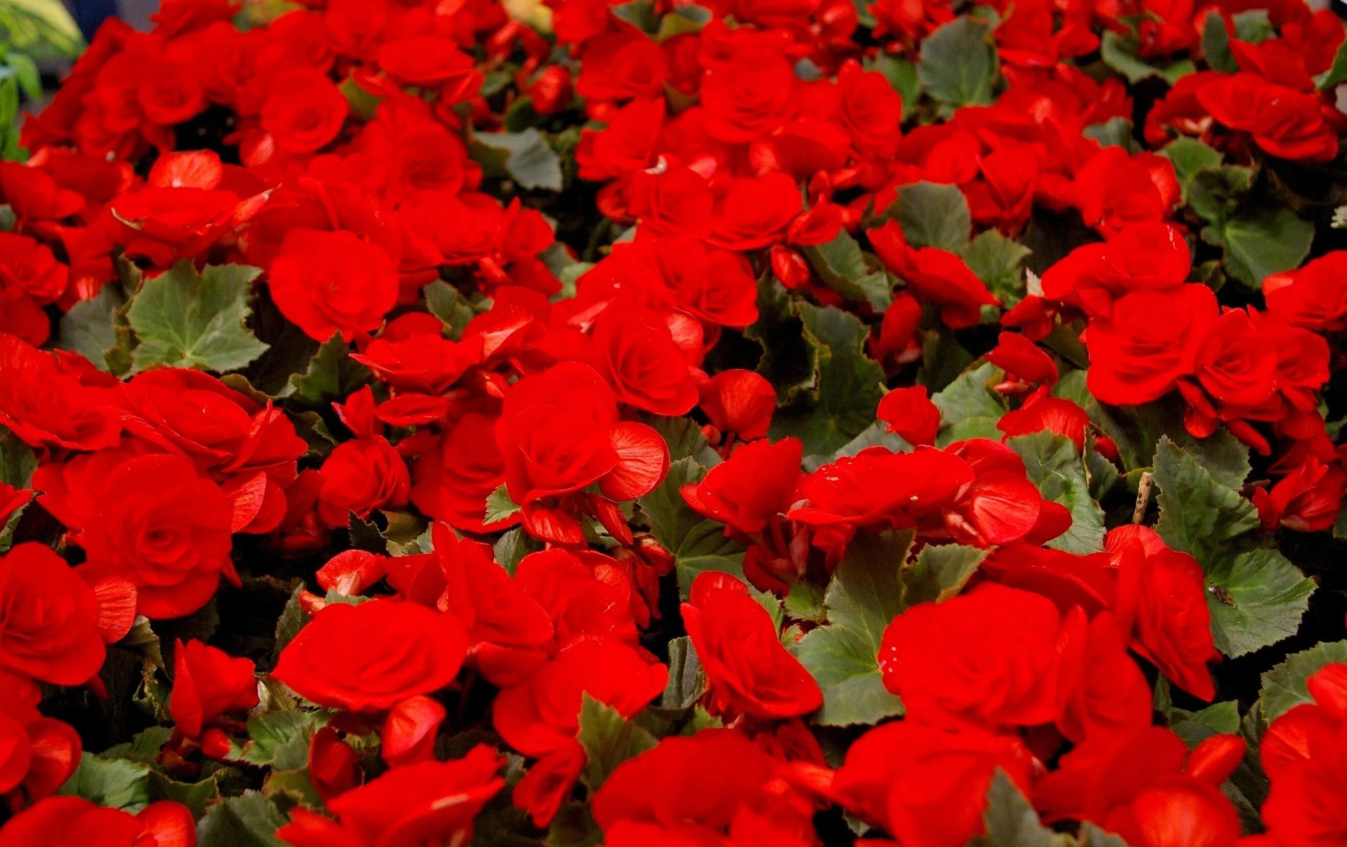 6 flowerbed