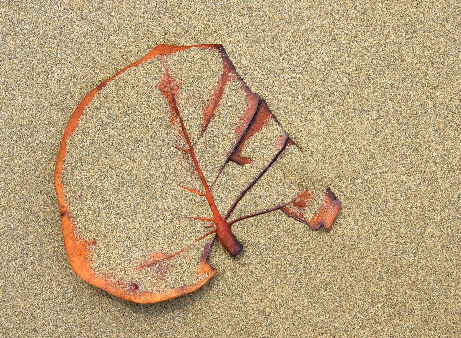 The leaf on the sands 4. Высушенный листик. Сушка растений в песке. Песок и листья. Листочек на песке.