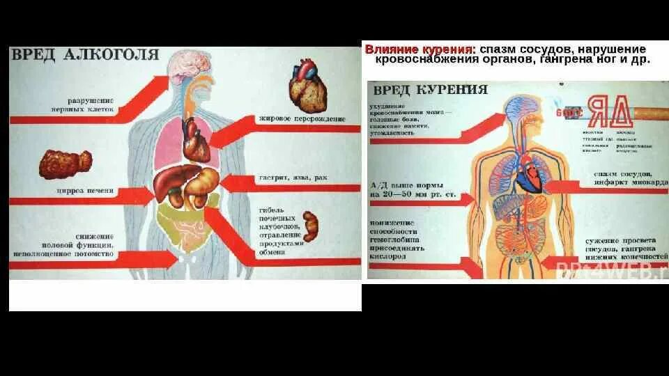 Влияние курения табака на организм человека. Каким органам вредит. Каким органам вредит. Влияние табакокурения на организм. Каким органам вредит.