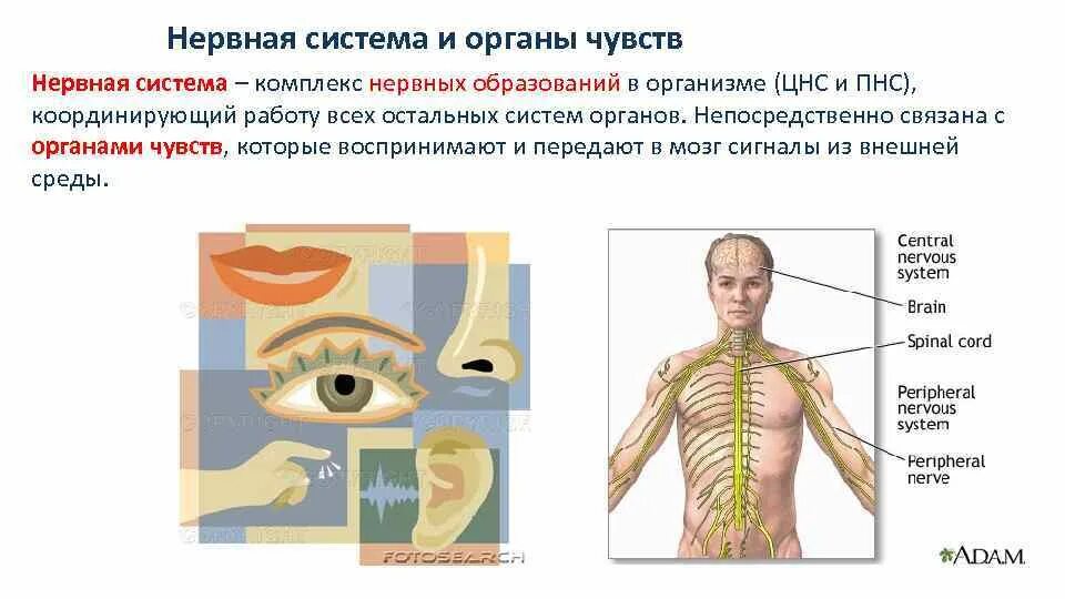 Нервная система и органы чувств. Система органов чувств. Нервная система и органы чувств система человека. Структуры органы чувств.