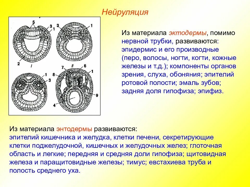 Эмбриогенез задания егэ. Клеточные процессы нейруляции. нейруляция эмбриогенеза. эмбриональный период стадия нейруляция. механизмы эмбриогенеза нейрула.