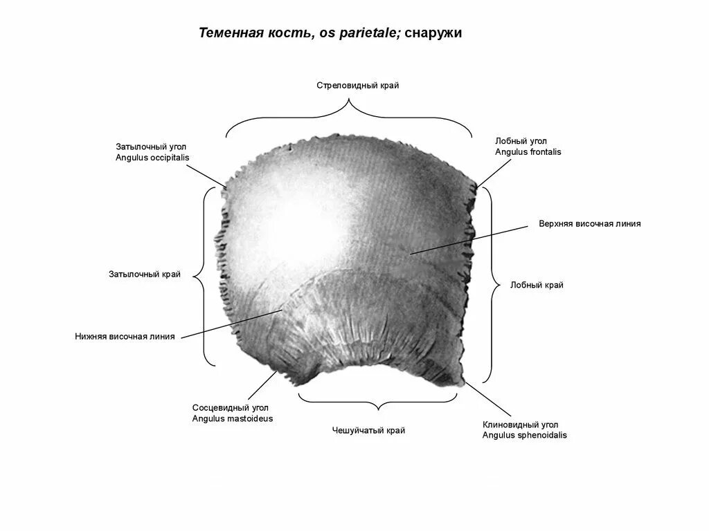 Теменная затылочная кость. Теменная кость анатомия латынь. Строение теменной кости черепа. Теменная кость черепа анатомия человека. Теменная кость края и углы.