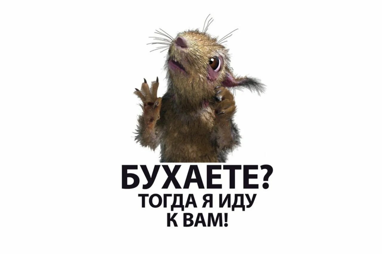 Вы будете бухать. Пора бухать картинки. Вы будете бухать. Ждун бухает. Бухать будем.