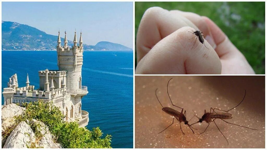 В крыму есть комары. Комары в крыму. москиты в крыму. крымский комар.