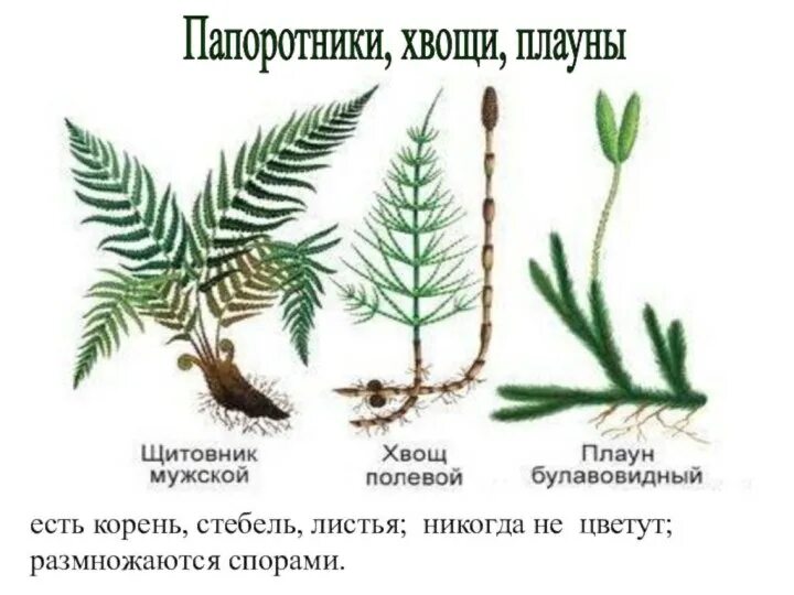 Папоротники хвощи плауны строение. Строение плаунов хвощей и папоротников. Строение папоротника и хвоща. Хвощ плаун папоротник строение и размножение.