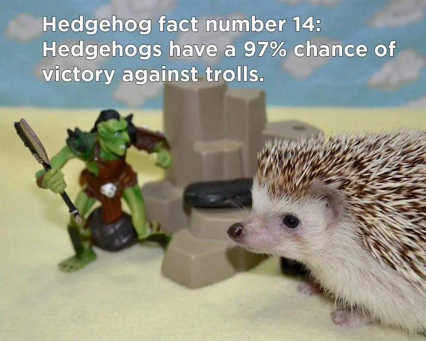 Jake says hedgehogs are decreasing. Facts about hedgehogs. hedgehog with a present. hedgehog with numbers. hedgehog on tities.