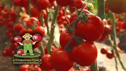 Томат коралловый отзывы
