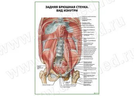 Задняя брюшная стенка