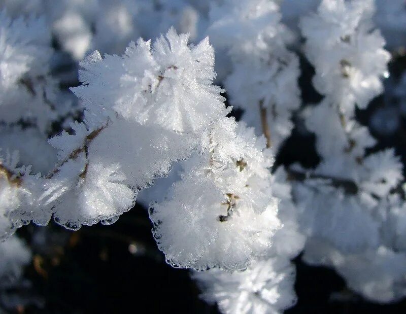 Снежки белые пушистые. Зимние цветы. Снежные цветы. Цветы в снегу. Цветы зимой.