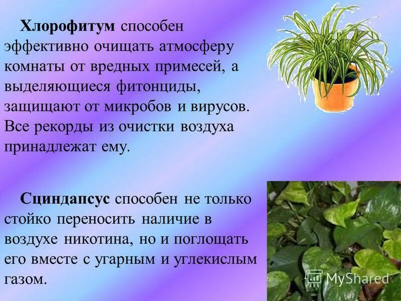 Хлорофитум приметы