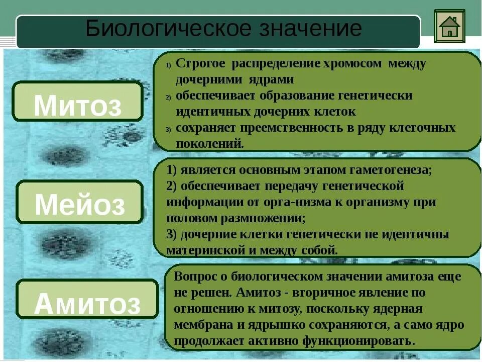 Биологическая сущность мейоза состоит в. Каково биологическое значение митоза и мейоза. Биологическое значение митоза и мейоза. Биологическая роль митоза и мейоза. Биологическая роль митоза и амитоза.