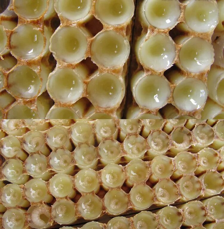 продукты пчеловодства маточное молочко. маточное молочко пчел. маточное молочко пчеловодство. маточное молочко в улье. трутневое молочко пчел.