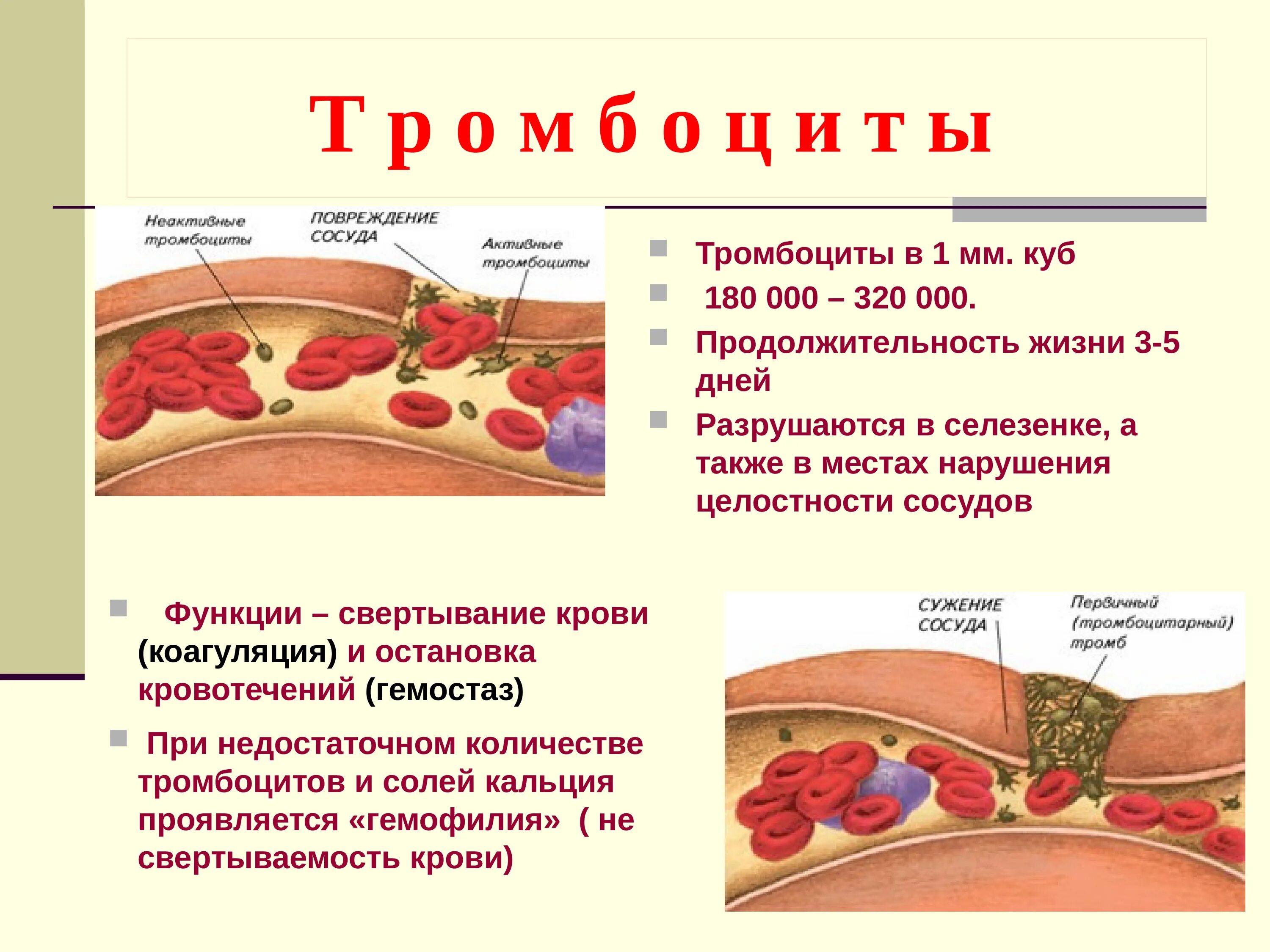 Внутренняя среда организма. Тромбоциты образование тромба. Кровь как внутренняя среда организма.