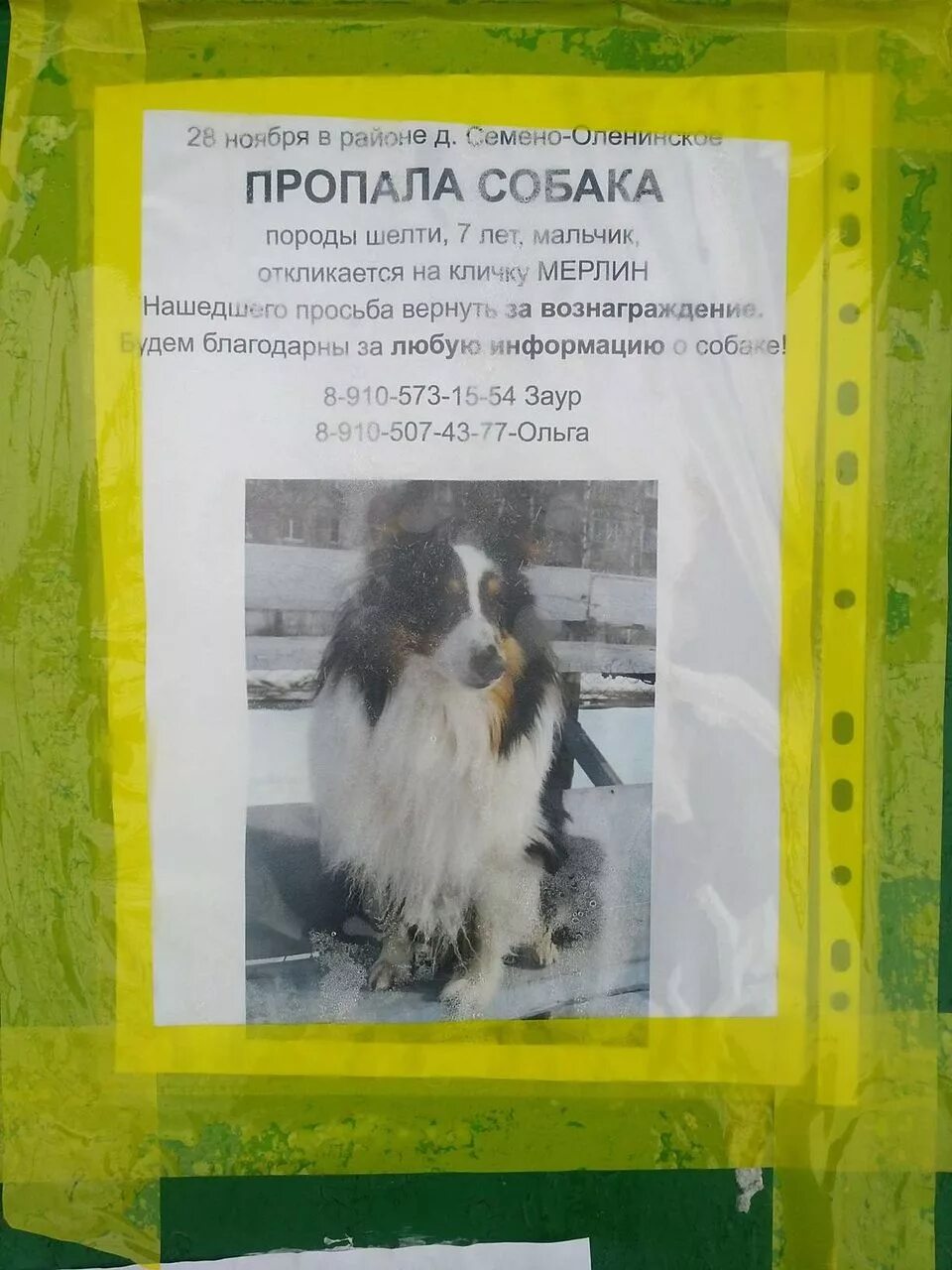 Объявление по пропаже собаки. Рассказ пропала собака. Рассказ как потерялся щенок с чего началась. Сочинение пропала собака 3 класс. Объявление о пропаже собаки.