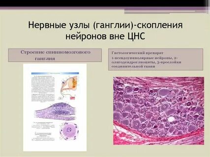 Особенности нервных узлов