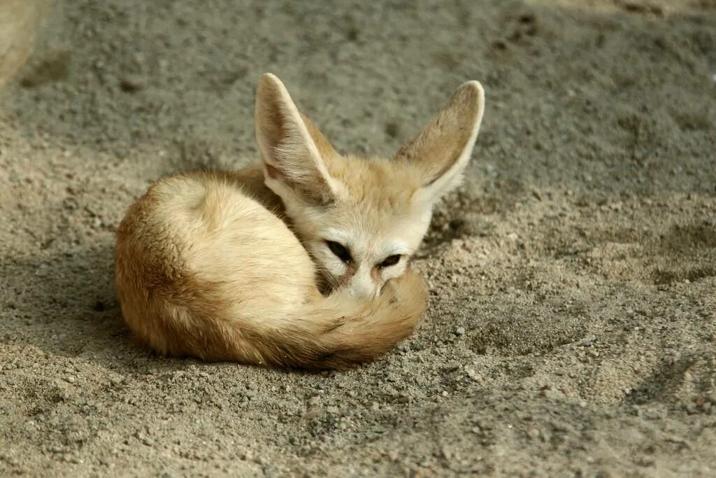 Fennec fox