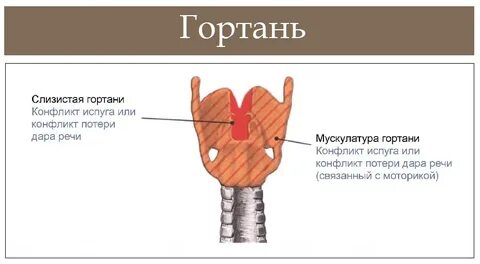 Гортань 4 буквы