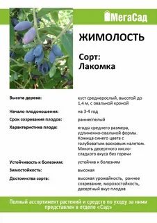 Сорта жимолости характеристики