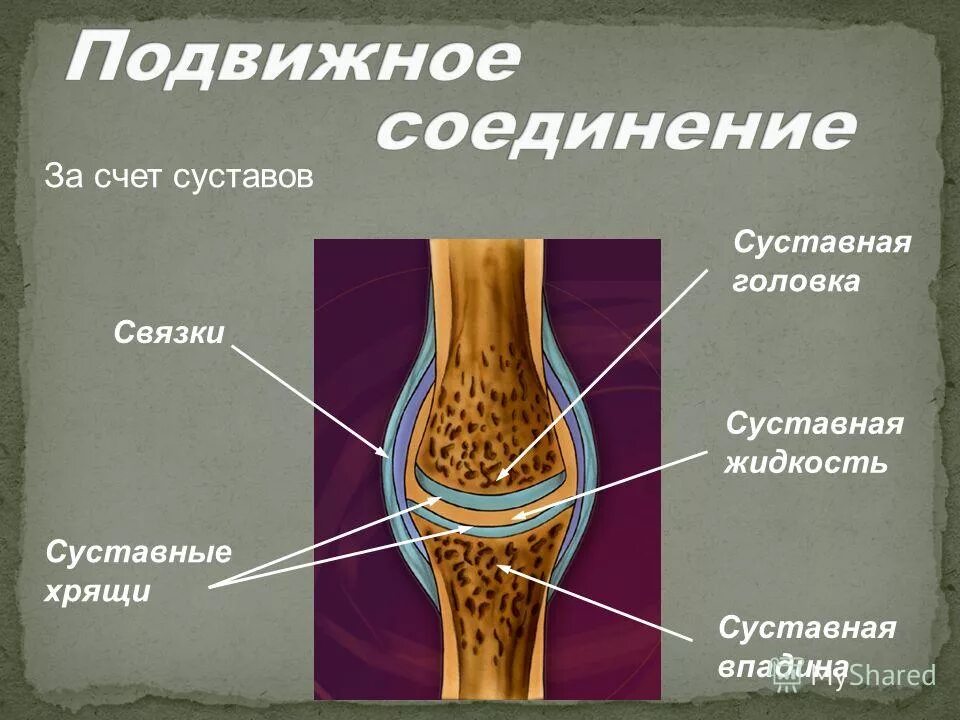 Сустав человека строение анатомия