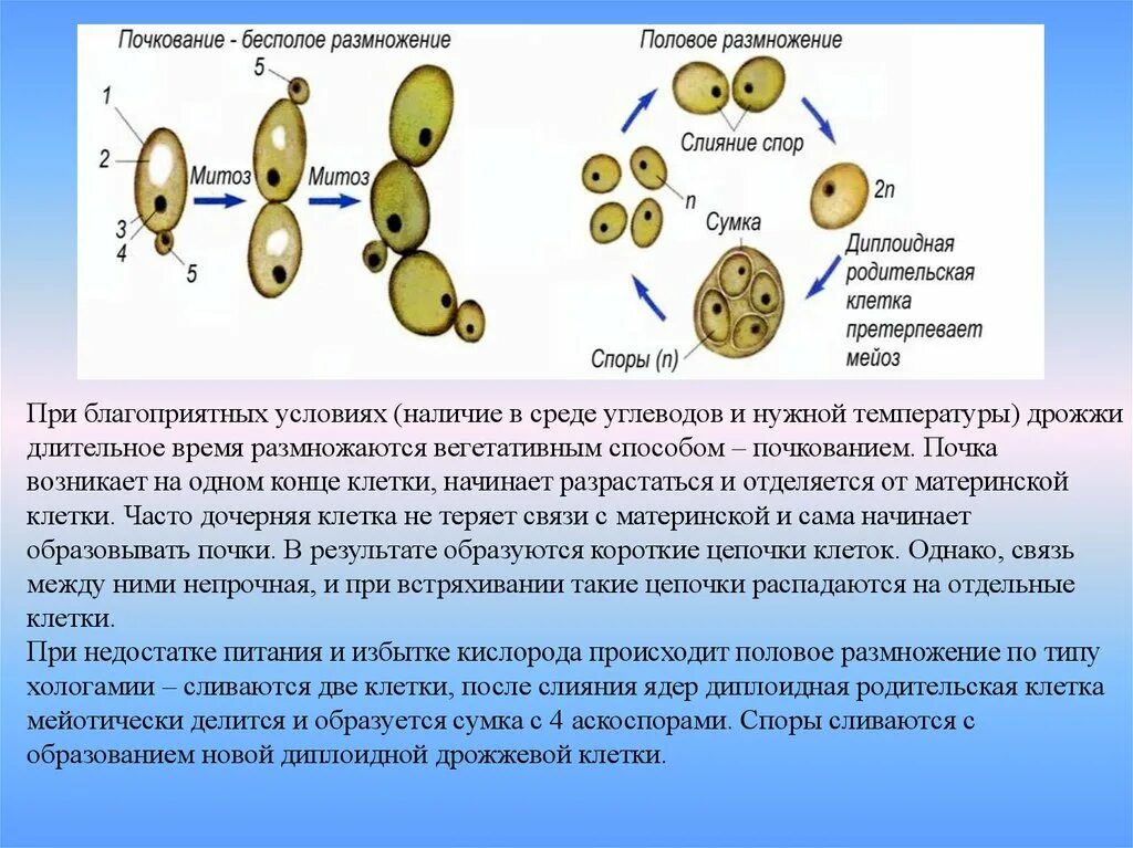 Бесполое размножение грибов схема. Схема бесполого размножения клеток. Бесполое размножение дрожжей. Бесполое размножение гриба. Как часто размножаются