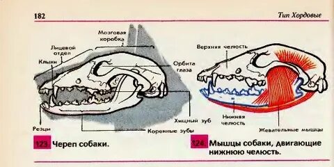 Отдел черепа млекопитающих